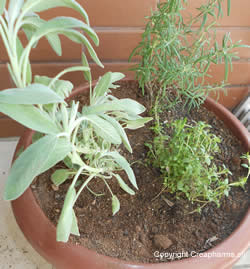 plantes-medicinales-printemps-ete