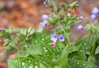 Tisane de pulmonaire - Infusion de pulmonaire