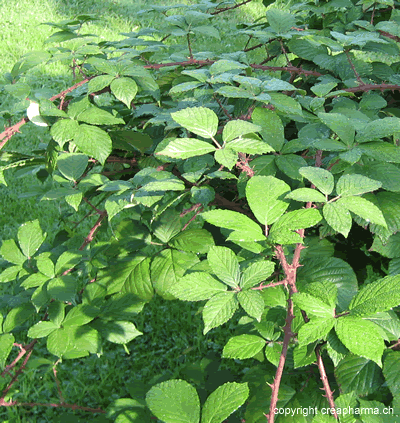 Tisane de ronce (infusion de ronce)