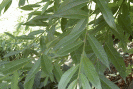Phytothérapie contre mal de tête