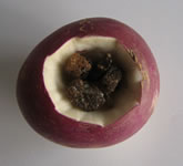 Sirop de navet