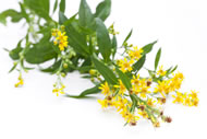 Solidago