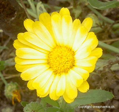 Infusion de souci (calendula)