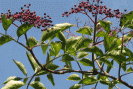sureau phyto. refroidissements