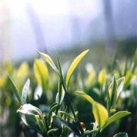 Thé vert Chine