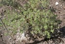 thym phyto. refroidissements
