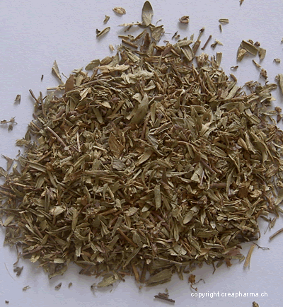 Tisane de thym serpolet (infusion de thym serpolet)