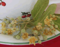 Tisane de tilleul