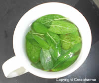 tisane de sauge recette