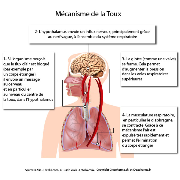 toux infographie mécanisme toux