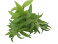 Sirop de verveine