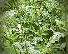verveine-officinale-pm