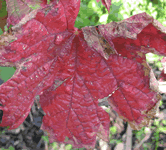 vigne rouge tour du monde remèdes de grands-mères