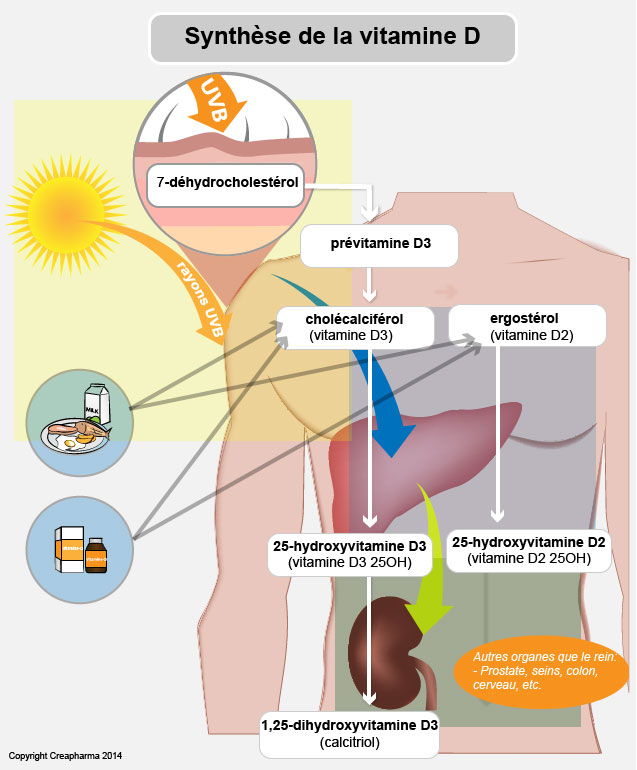 vitamine D synthèse