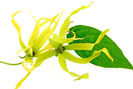 ylan-ylang huile essentielle