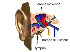 Définition Otite moyenne
