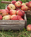 pommes fibres alimentaires
