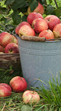 pomme réduction mortalité maladie cardio vasculaire