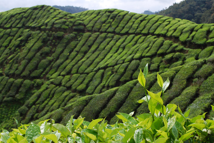 plantation de thé Chine