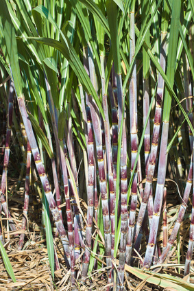 canne à sucre importance nutritionnelle