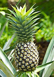 Ananas remarques intéressantes