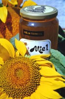 tournesol