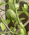 Citron remarque 
