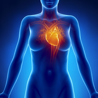 Le cœur des femmes, plus fragile que celui des hommes