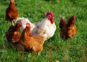Poulet