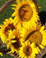 Tournesol