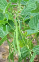 Haricots
