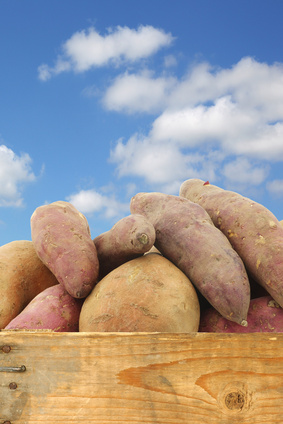 Patate douce  Légumes suisses