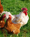 Poulet