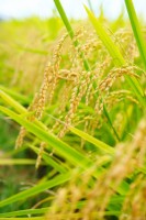 Riz