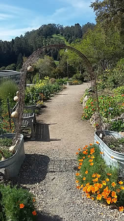 bota-garden-plants