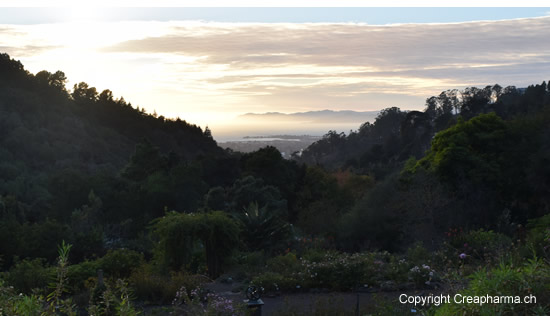 jardin-botanique-berkeley-mars-2016-view