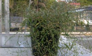 Peptide-plantPIC