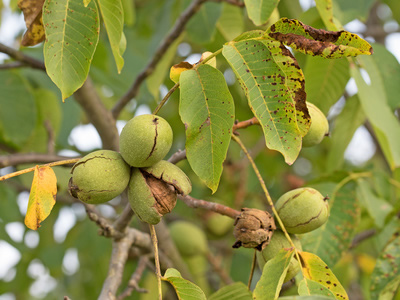 juglans-regia-fotolia
