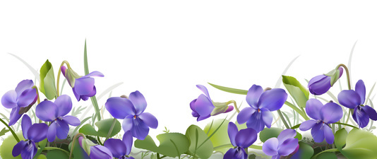Violette odorante (Viola odorata) | Creapharma