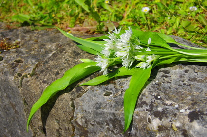 Ail des ours : attention aux confusions avec des plantes toxiques !