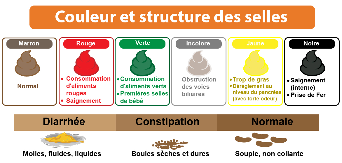 Couleur et structure des selles