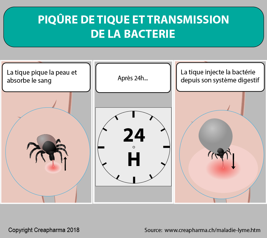 Tiques Que Faire En Cas De Piqures Creapharma