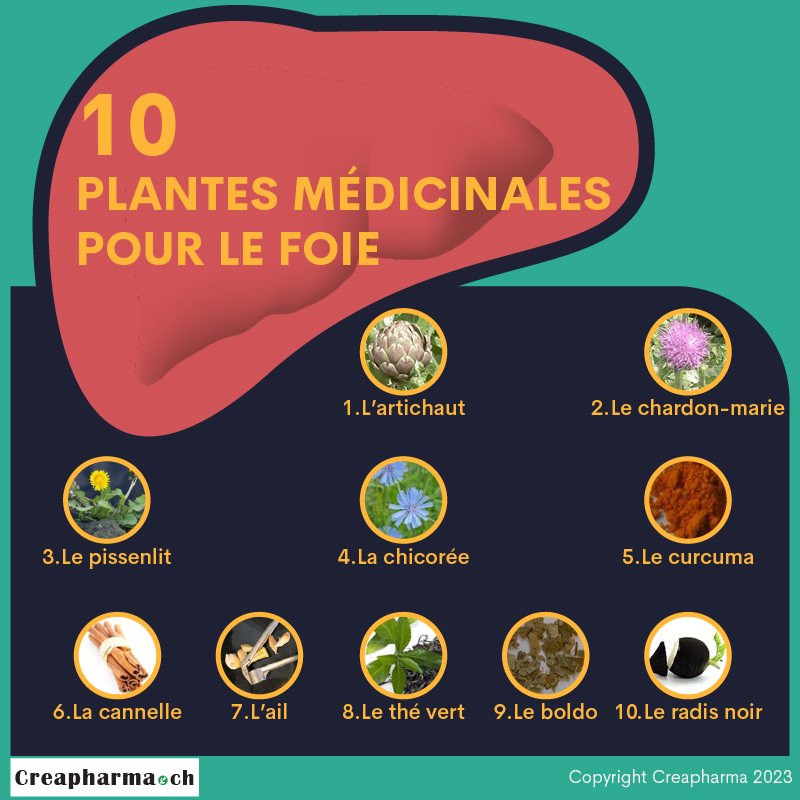 10 plantes médicinales pour le foie