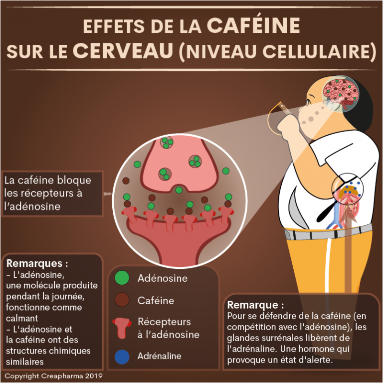 Cafeine - effets de la caféine | Creapharma