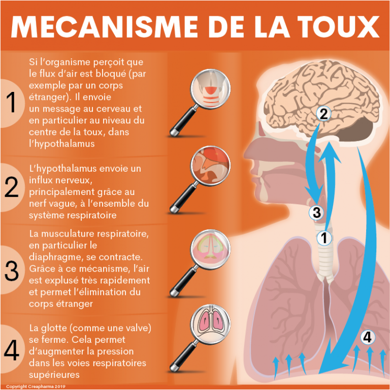 Toux : causes, types de toux & traitements | Creapharma