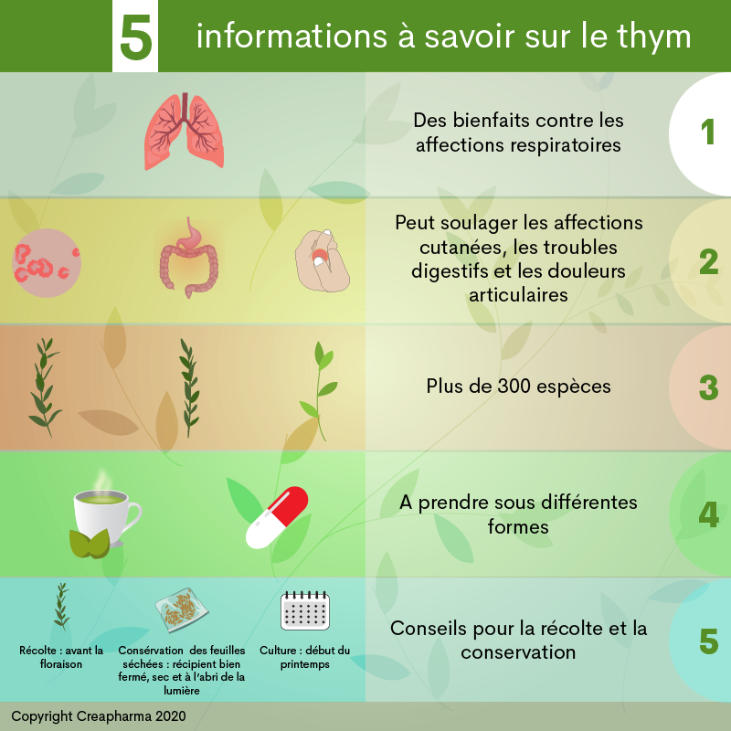 5 informations à savoir sur le thym