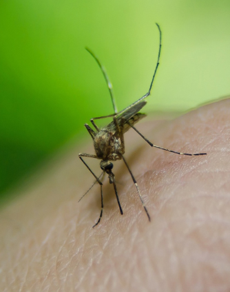 6 bons conseils pour se protéger des moustiques