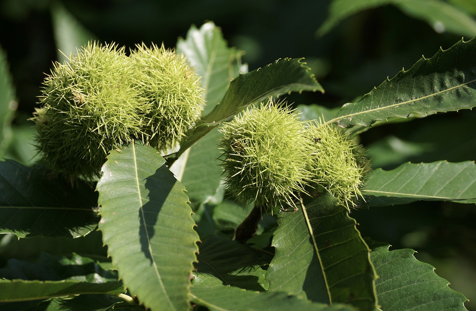 Châtaignier (Castanea sativa)