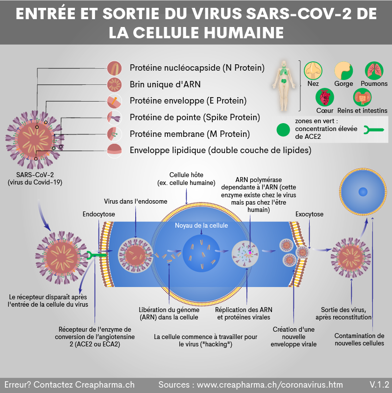 Les anticorps de lama s'attaquent au variant Delta