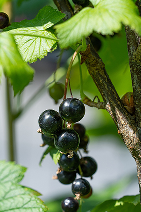 Le cassis a un effet bénéfique sur le métabolisme du glucose (étude)